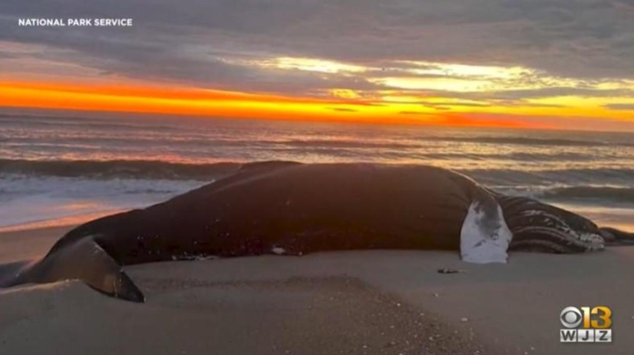 Ocean City Mayor Pushes For Halt Of Offshore Wind Farms Over Rash Of Dead Whales Washing Ashore 5299