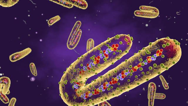 Marburg virus, cut-away illustration 