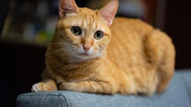 A Cute Orange Pet Cat Sitting on a Sofa 