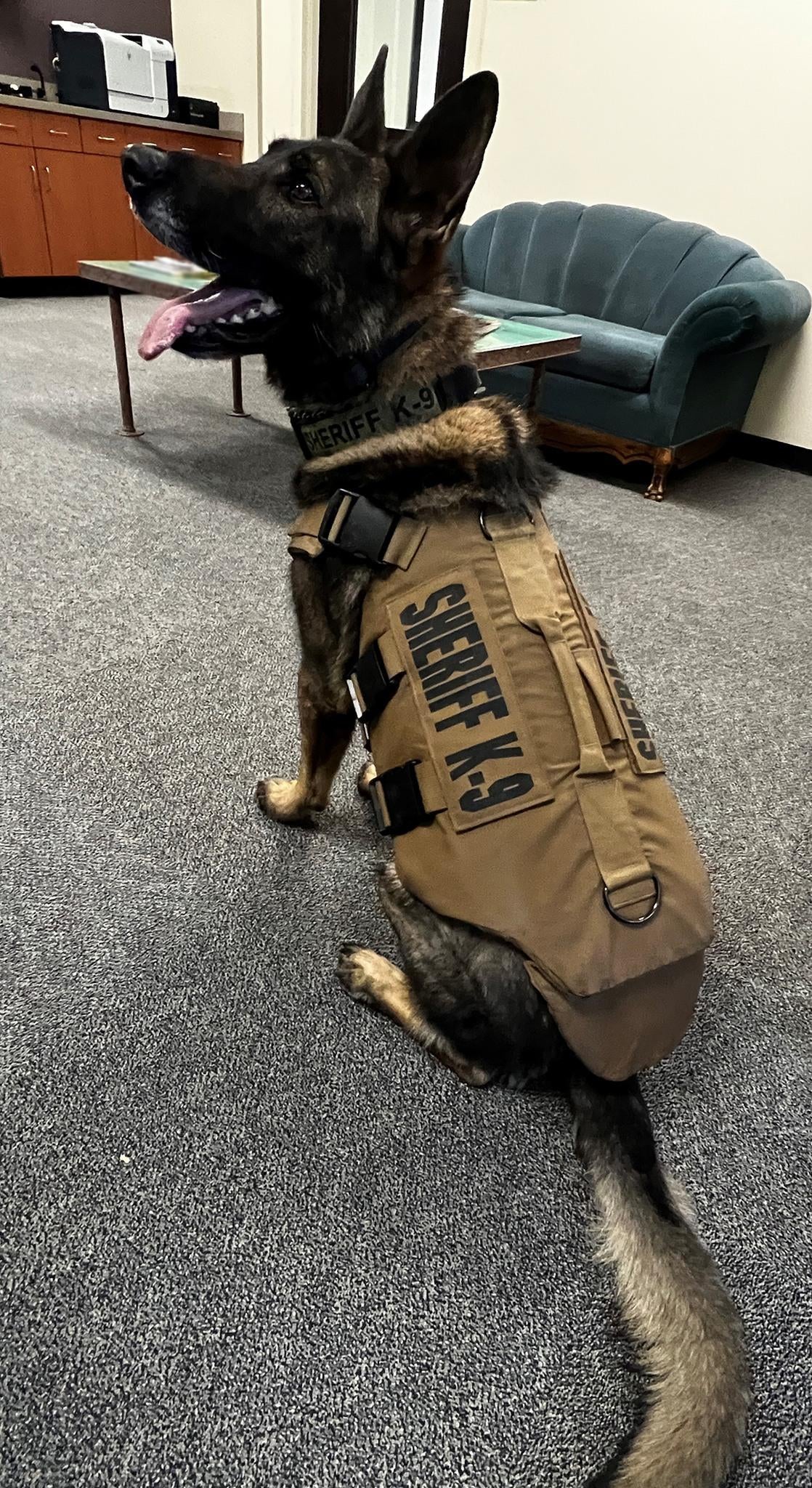 Arrest report: Jeffco K-9 shooting suspect gave false name Arrest report: Jeffco K-9 shooting suspect gave false name
