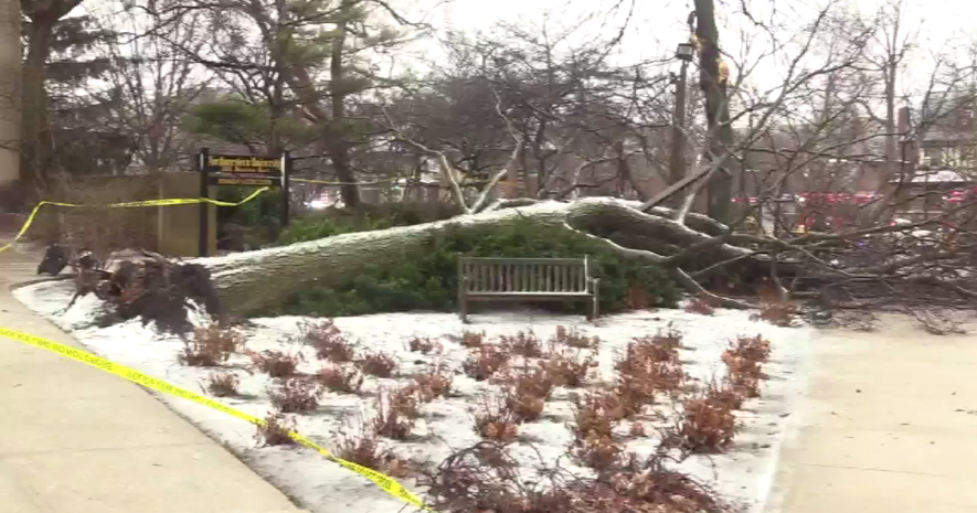 Falling tree hits 4 people at Northwestern University's Evanston campus