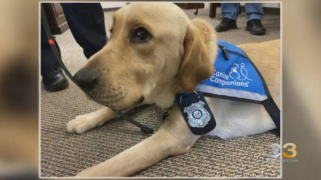 Delaware courthouse adds dog to comfort people in high-stress situations 