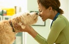 Veterinarian Petting Scruffy Dog 