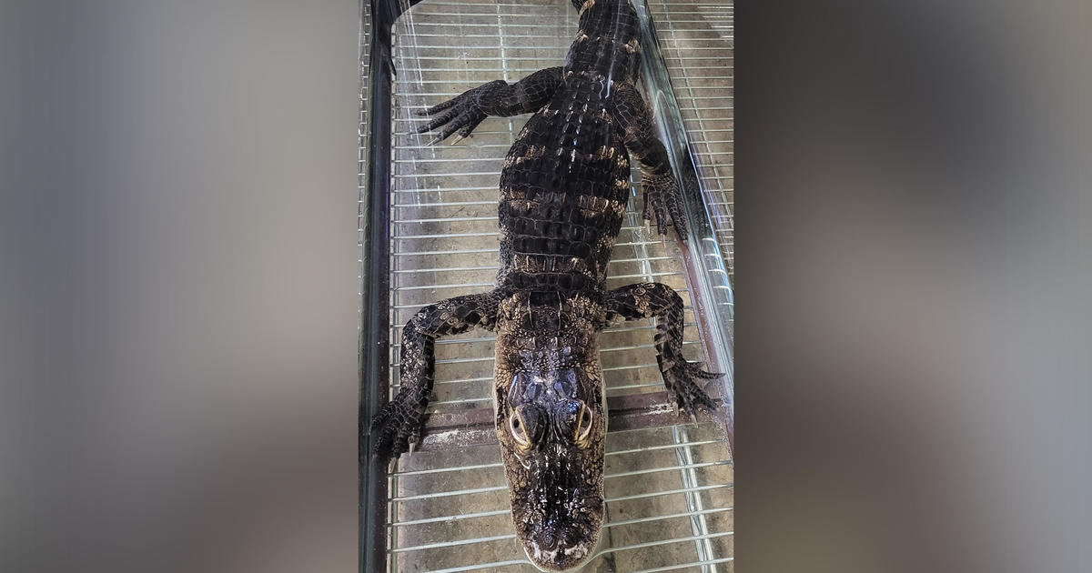 Youthful alligator abandoned in New Jersey heads for new lifetime in Florida