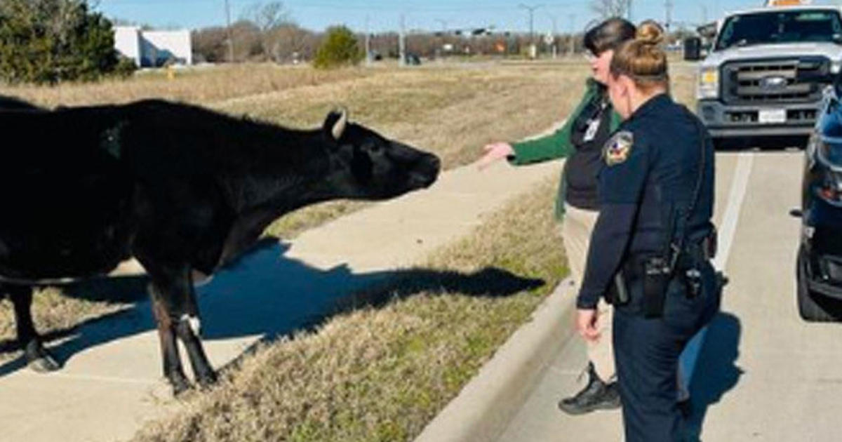 High steaks pursuit': McKinney cops wrangle loose cows off the road - CBS  Texas