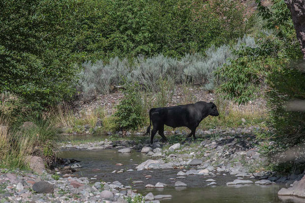 National Forest-Feral Cows 