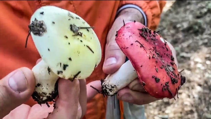 Expert forager finds abundance of wild mushrooms following storms - CBS ...