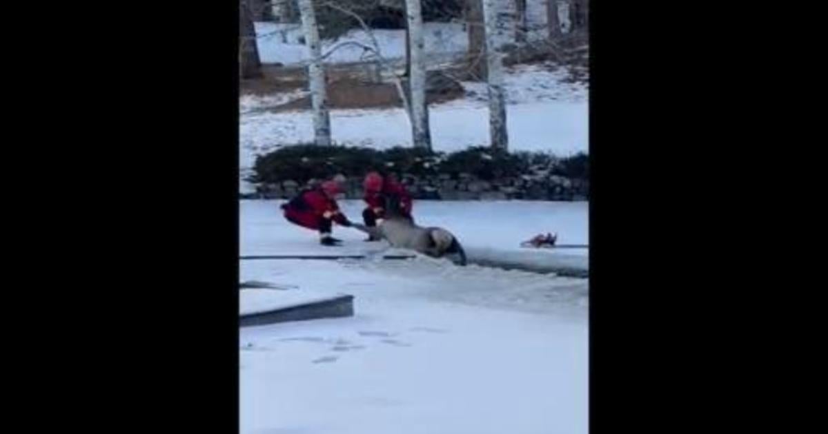 Video Shows 2 Firefighters Rescue A Large Elk From Icy Pond Cbs Colorado 8843