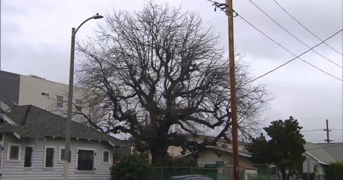 Los Angeles oak tree carries legacy of forgotten 1936 Olympic athlete
