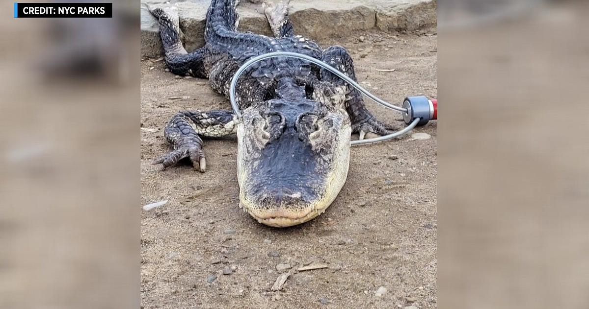 A 4-foot alligator was found in a park in Brooklyn, New York