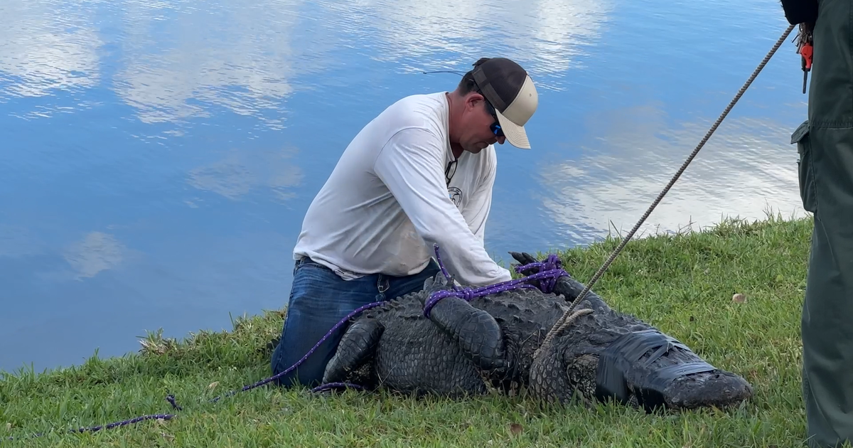 Alligator kills 85yearold woman in Florida retirement community