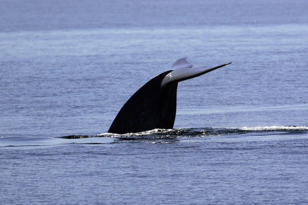 Blue whale in the Santa Barbara Channel 