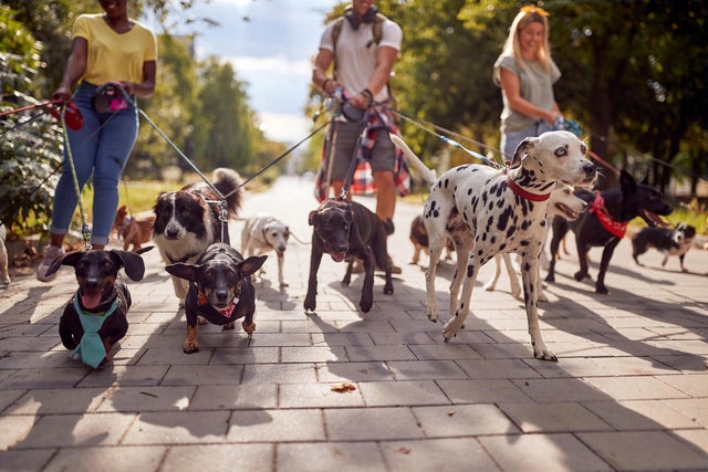 Group of dog walkers working together 