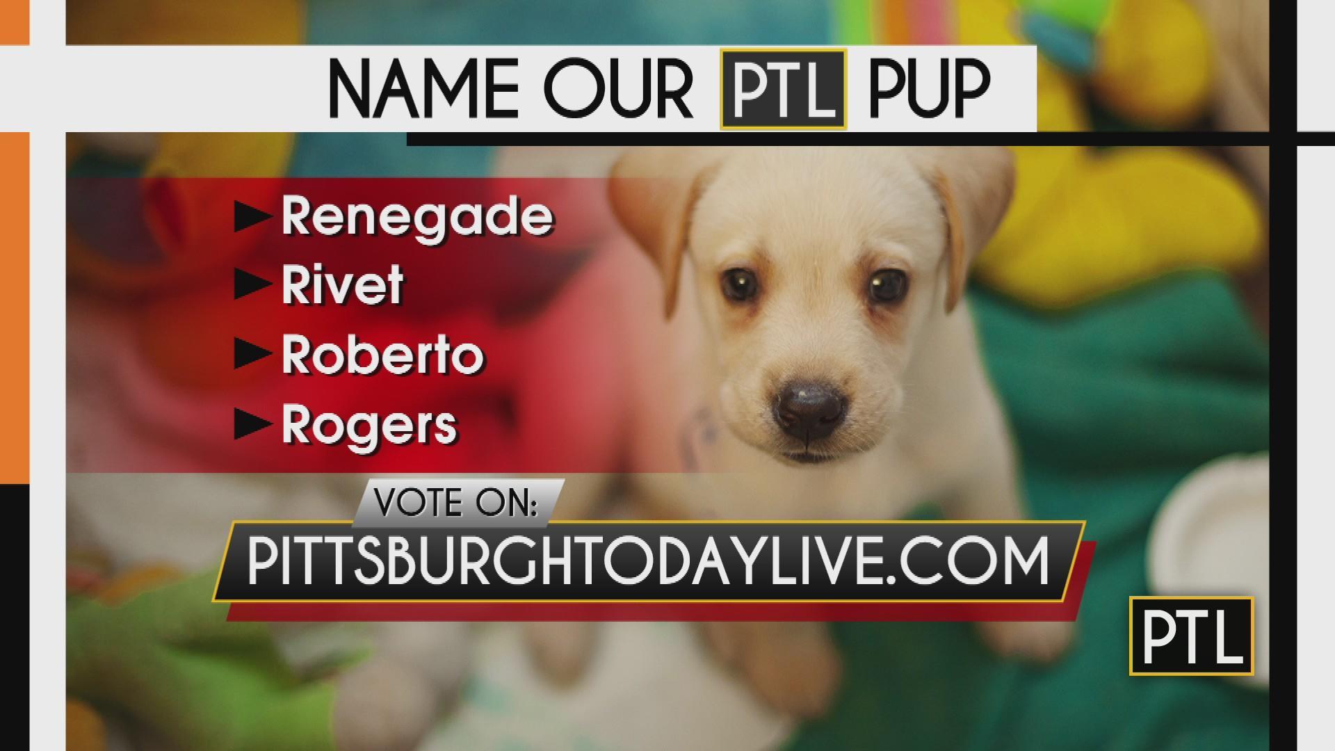 Pittsburgh Pirates have a team dog; Vote on the name for the Pirates pup