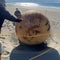 A mysterious, large metal ball discovered on a beach in Japan