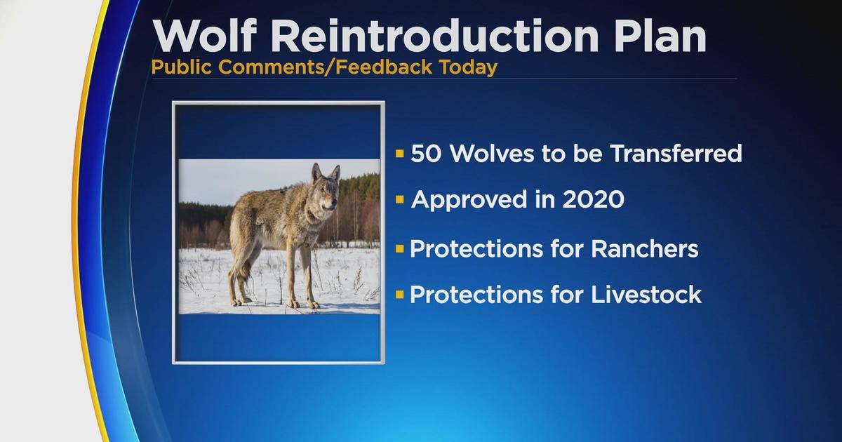 Public Comment Heard On Wolf Reintroduction Plan In Colorado Cbs Colorado