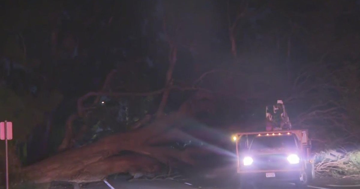 High winds from storm wreak havoc across Bay Area - CBS San Francisco