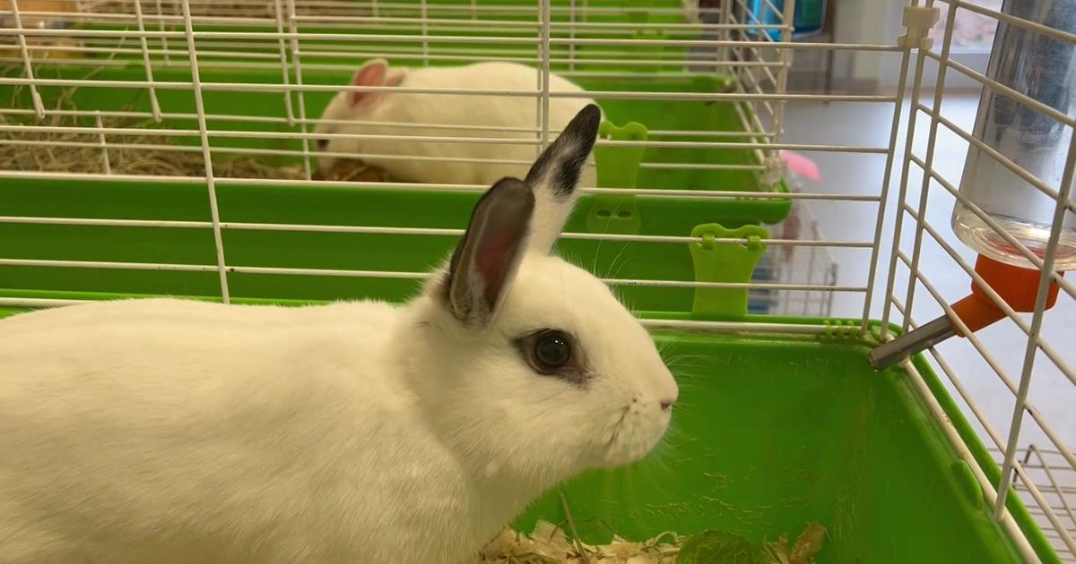 Anyone interested in adopting these adorable cat/bunny buddies? : r/Bunnies