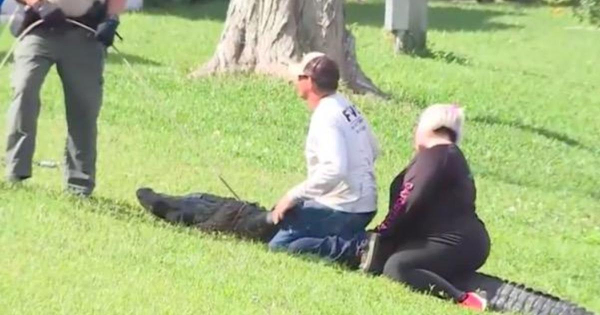 Florida Woman Talks About Neighbor Being Dragged Off By Alligator Cbs