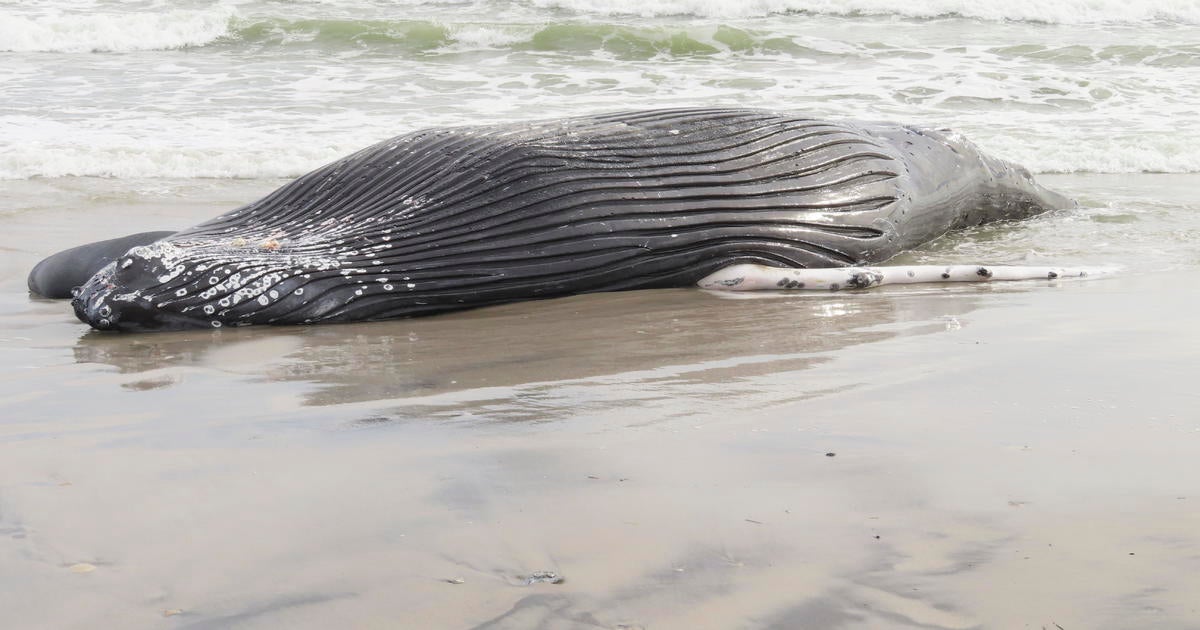 Marine commission: Whale deaths not linked to wind prep work - CBS ...