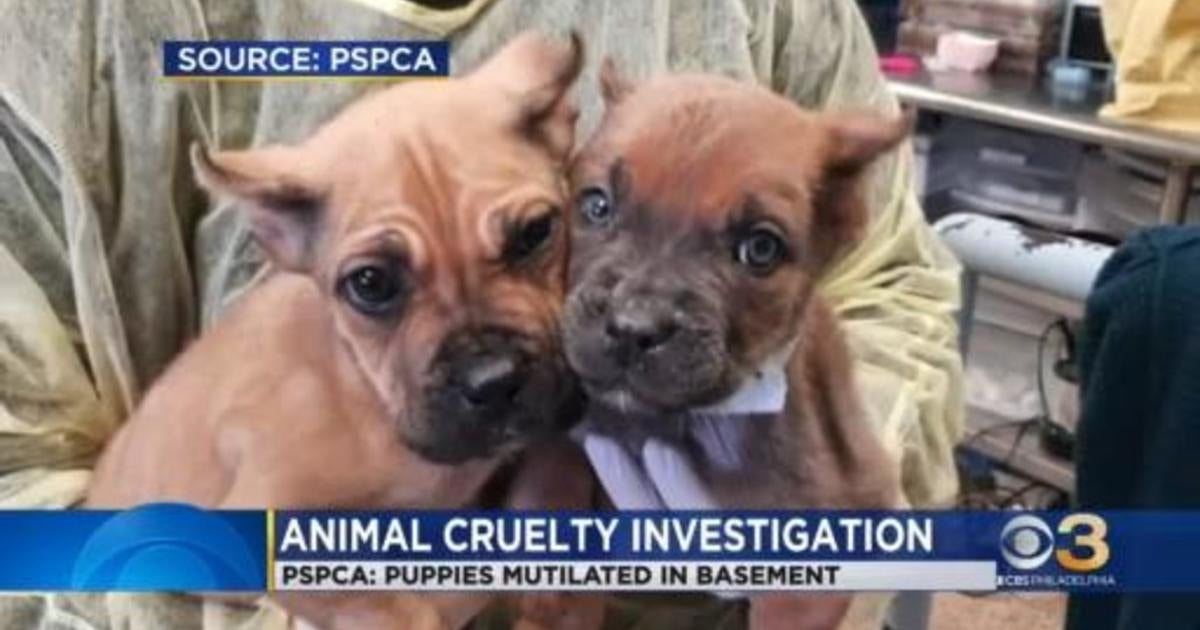 Pennsylvania SPCA uncovers illegal basement puppy operation