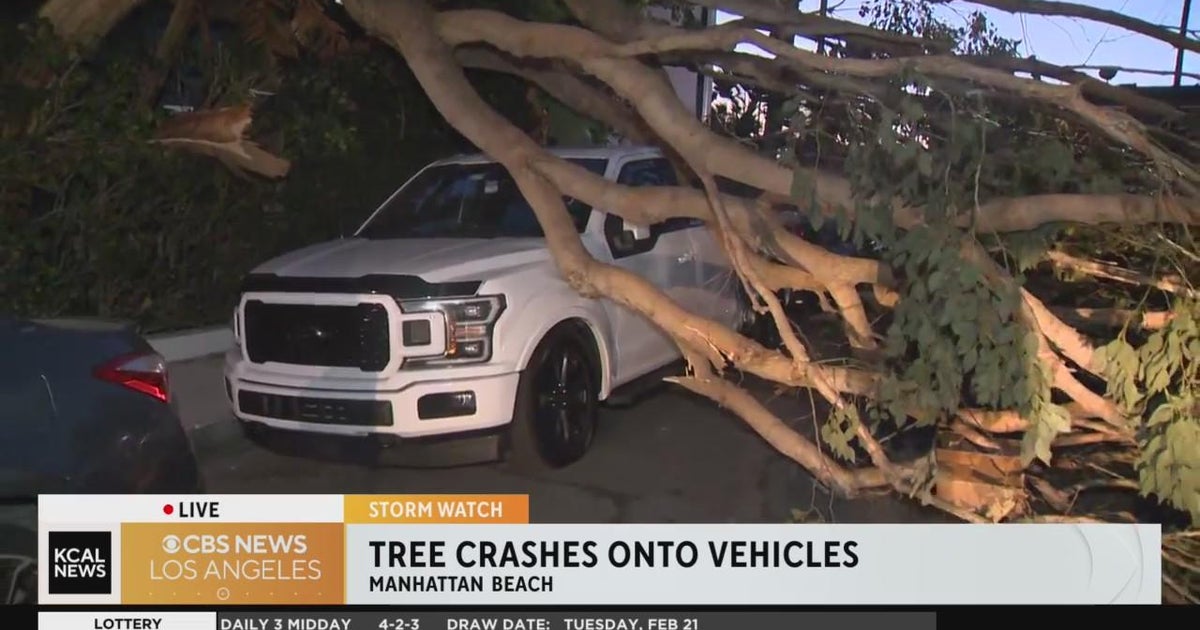 High winds take down large tree in Manhattan Beach - CBS Los Angeles