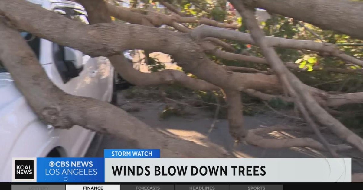 Trees, fences toppled by strong winds across South Bay - CBS Los Angeles