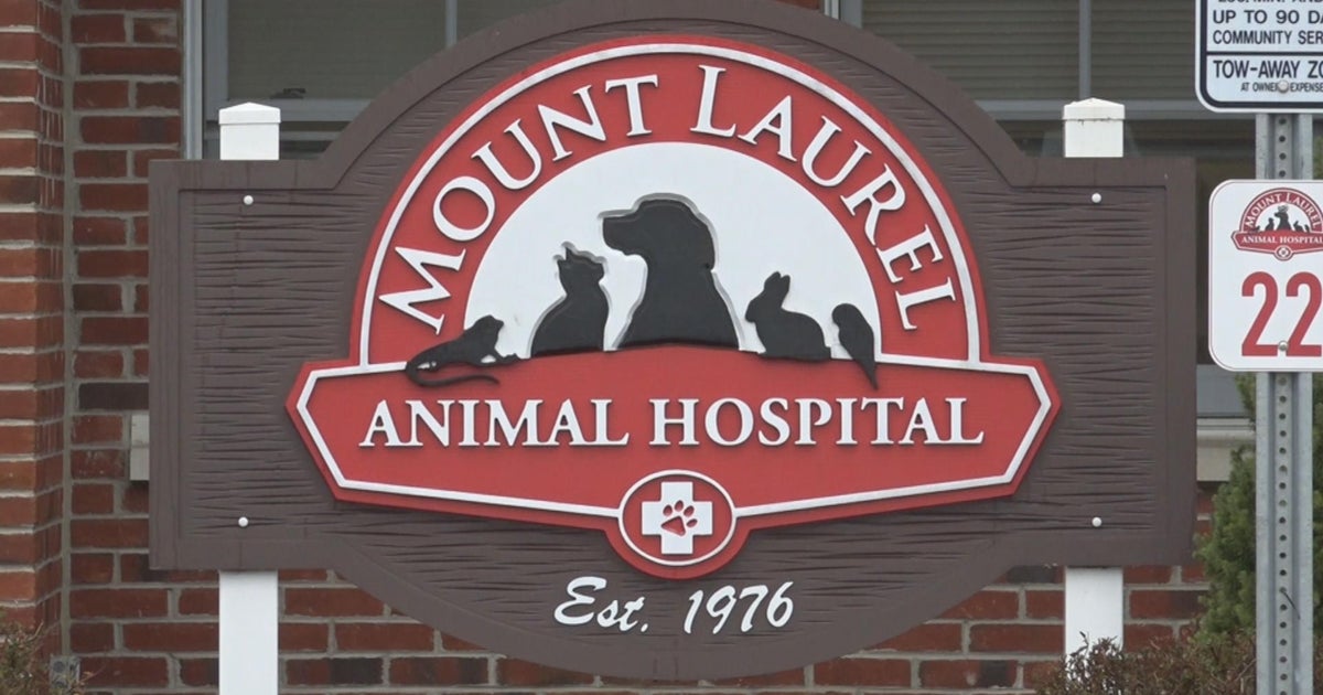 How to de-escalate conflicts between pets - CBS Philadelphia