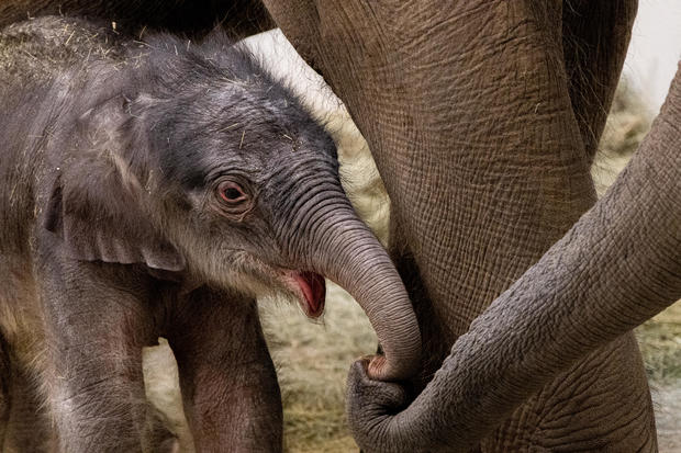 baby-elephant.jpg 