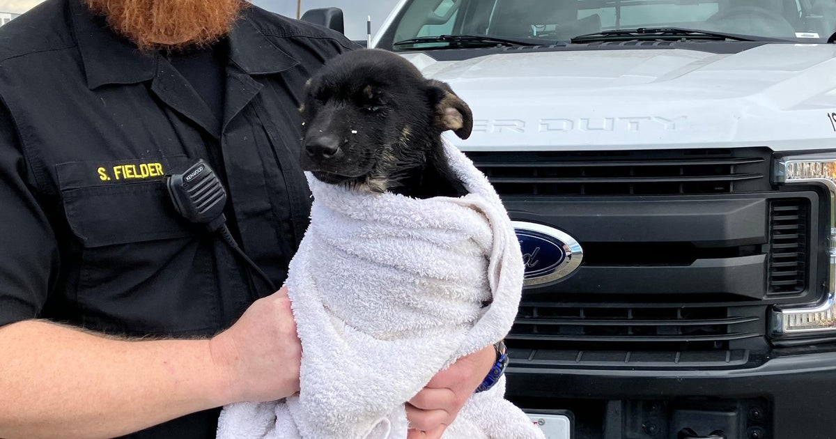Rescued puppy from the DeltaMendota Canal is up for adoption CBS