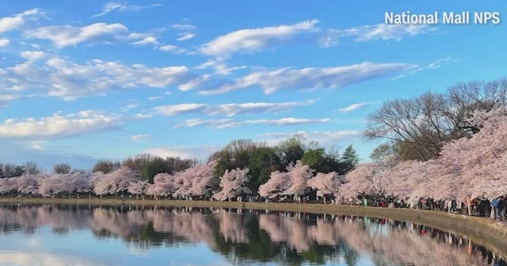 Cherry blossoms could bloom early CBS Philadelphia