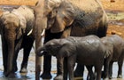 elephants-animal-secrets-1280.jpg 