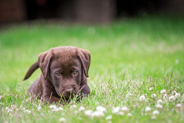 when should you get a puppy insured