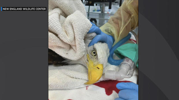 Bald eagle injured 