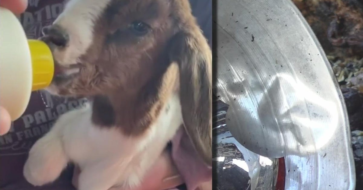 Fire at Dutch Hollow Farm in Modesto kills 11 goats