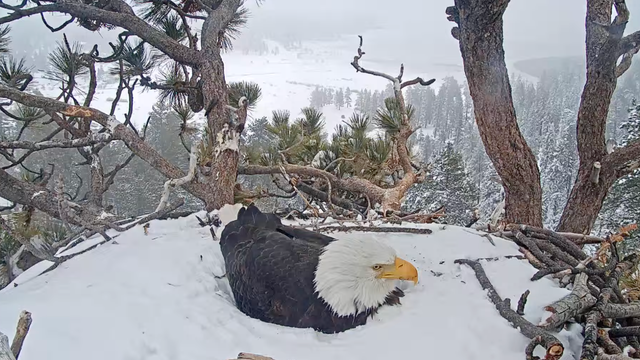 eagle-cam.png 