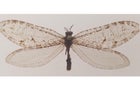 lacewing-main.jpg 