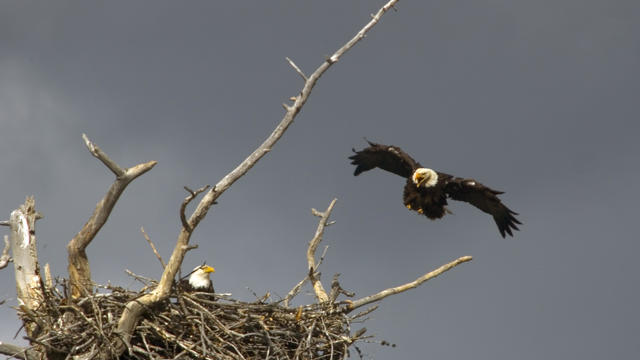 A bald eagle returning to its nest 