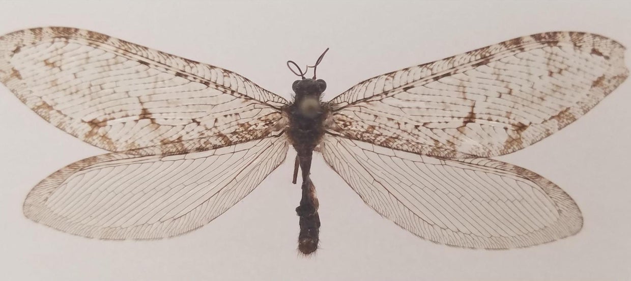 lacewing-main.jpg 