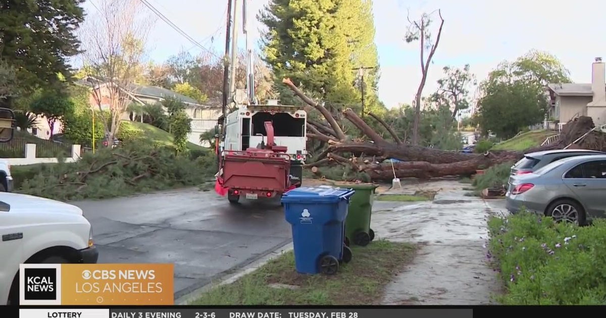 Crews dismember giant downed tree blocking Northridge homes - CBS Los ...