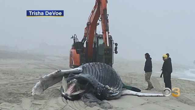 ocean-county-whale-washes-ashore-in-seaside-park.jpg 