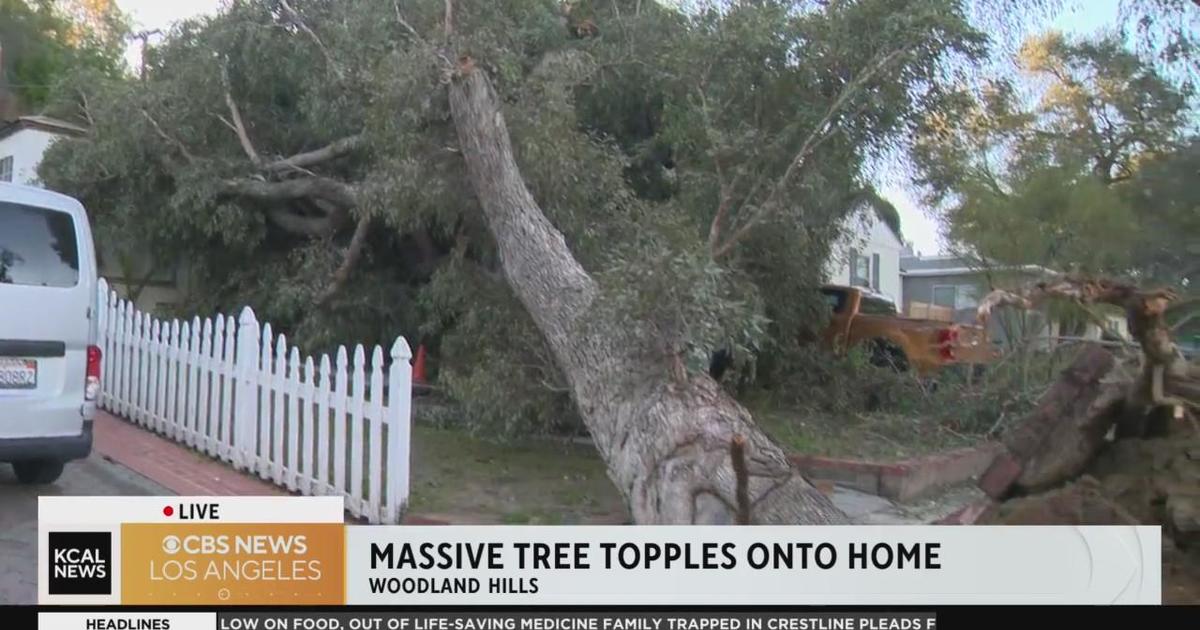 Massive Tree Topples Onto Woodland Hills House Cbs Los Angeles