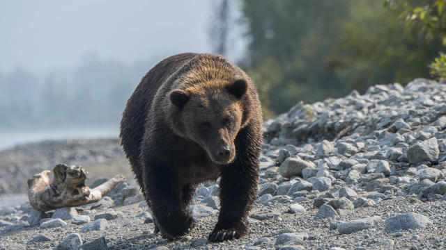 A Brown bear (Ursus arctos) is walking and looking for 