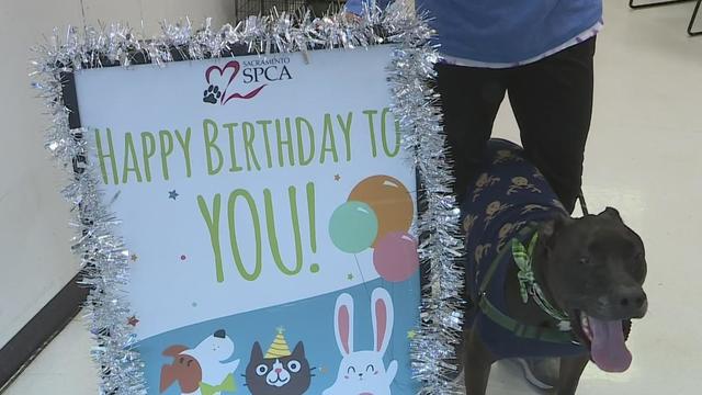 Sacramento SPCA is offering shelter and mobile party packages 