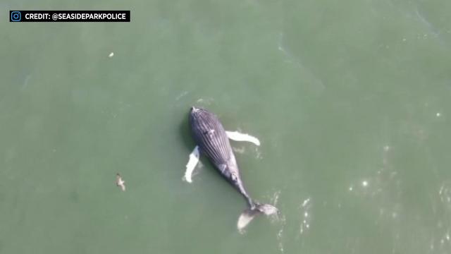 Aerial view of a dead whale floating in the ocean. 