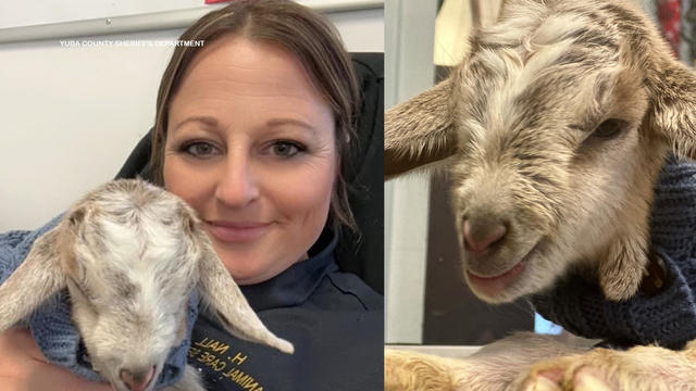 mama-goat-rescued-yuba-county-sheriffs-department.jpg 