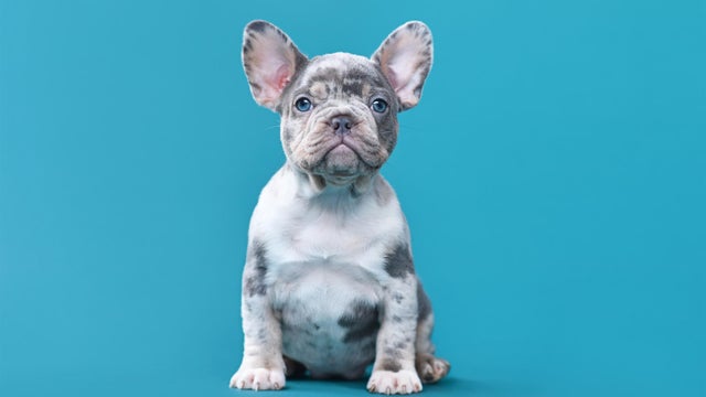 Merle French Bulldog dog puppy 