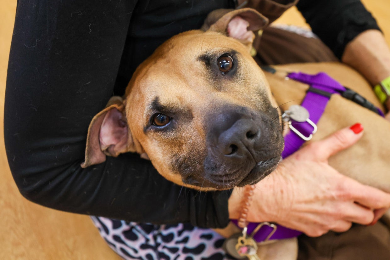 PAWS Pet of the Week: Mars - CBS Chicago