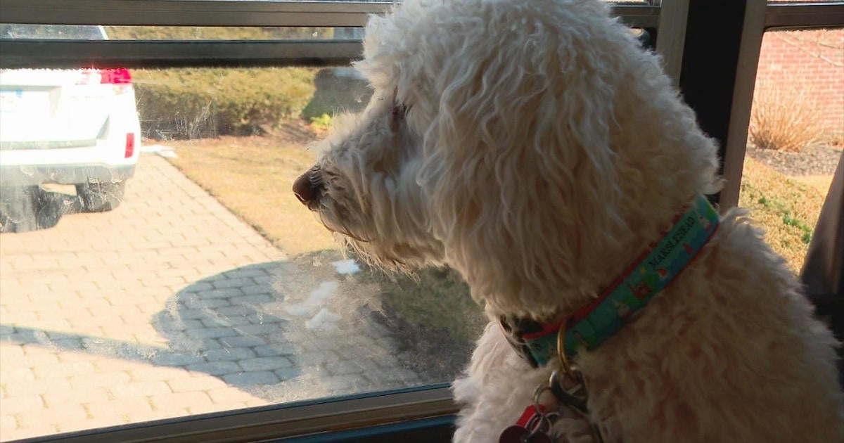 ‘Like kids going on a field trip’: Dogs ride bus to daycare on the North Shore