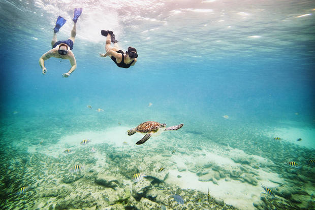 Wide shot underwater view of couple snorkeling near sea turtles swimming in tropical ocean 